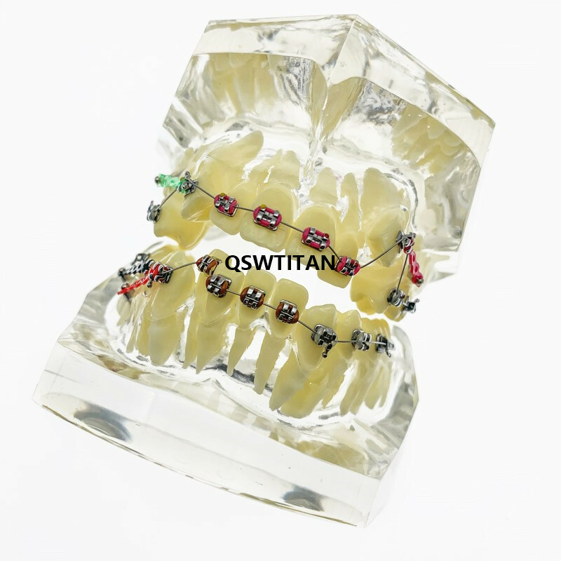 Dental Orthodontic Model Teaching teeth model For Teaching demonstrating model