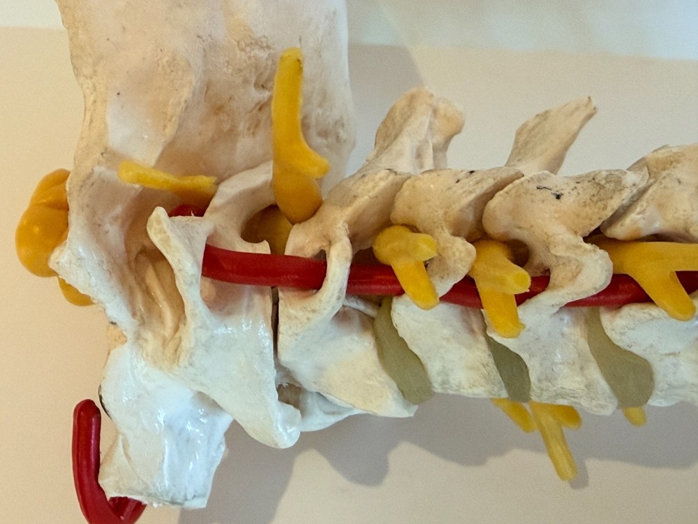 Cervical Spine Model 1000144, A7, 3B Scientific
