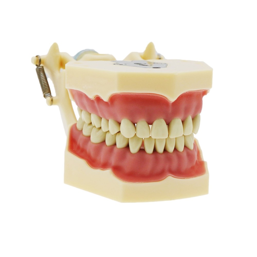 Frasaco AG3 Type Dental Restorative Prep Typodont Model 32Pcs Removable Teeth