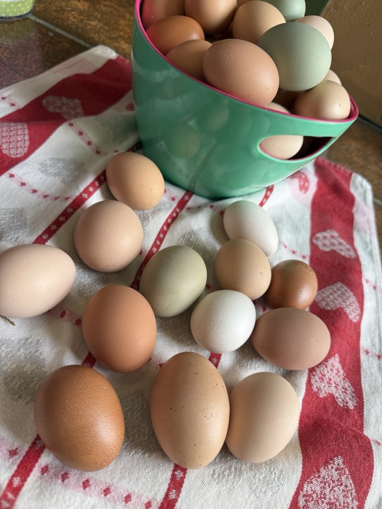 Barnyard Chicken Hatching Eggs 12 Pack