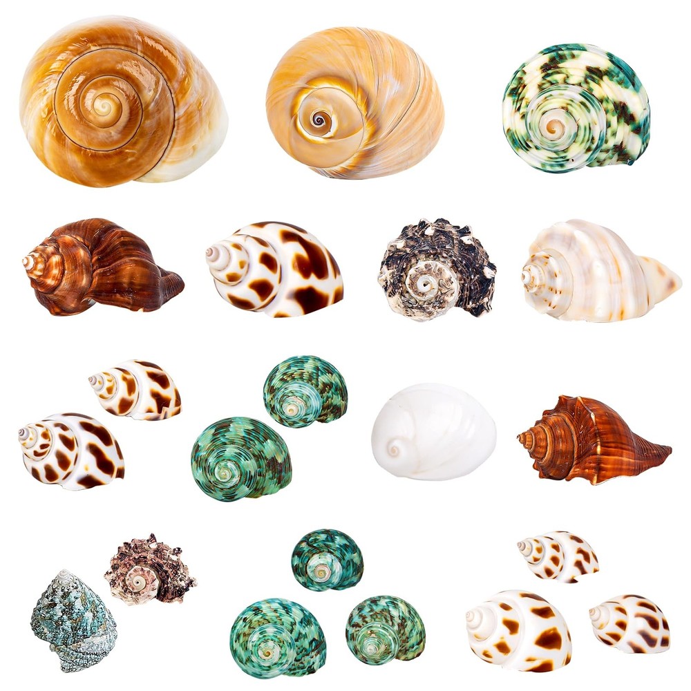Assorted Natural Hermit Crab Shells 21PCS | 1.3-3.2 Sizes for Crabs