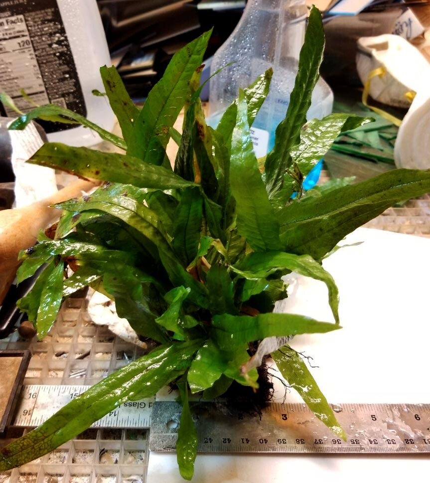 LARGE Java Fern plants on LARGE mat (between 15 and 30 plants) BFFGA