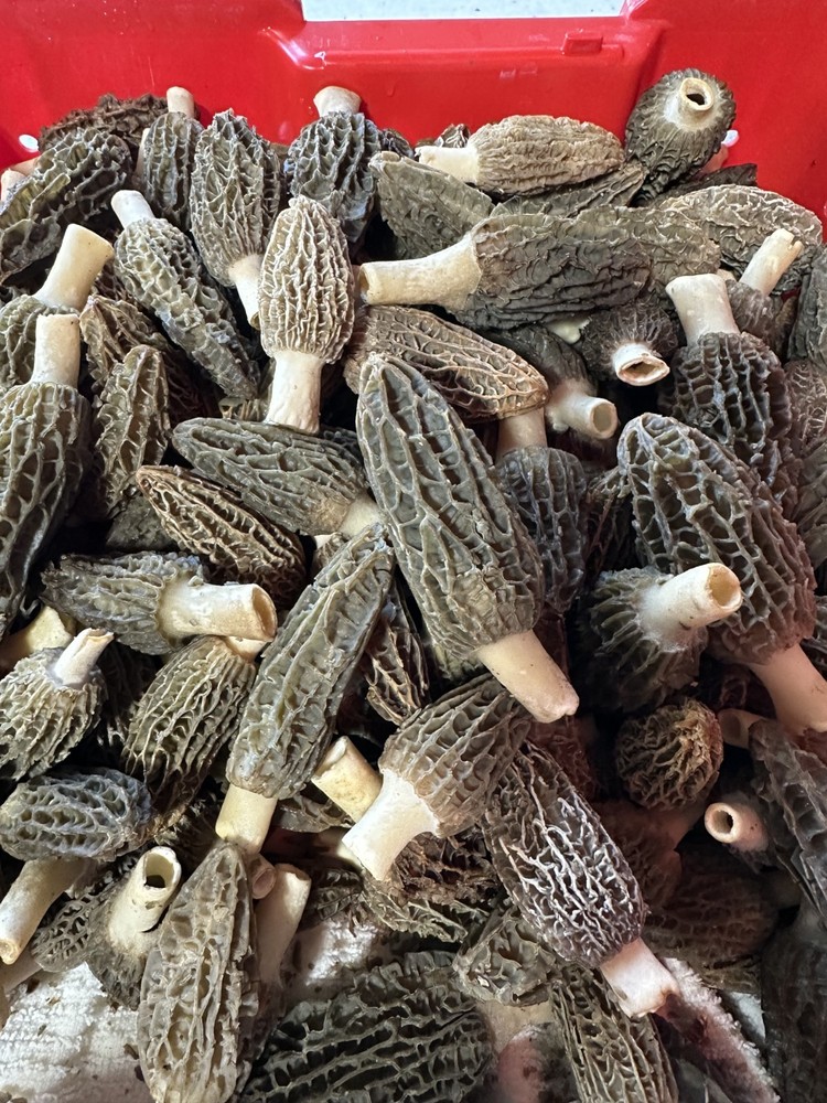 Fresh Morel Mushrooms/PER POUND