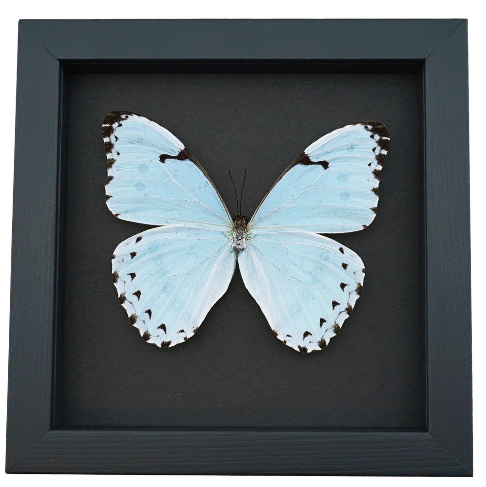 Real Blue Morpho Butterfly Morpho catenarius Framed Moonlight Display
