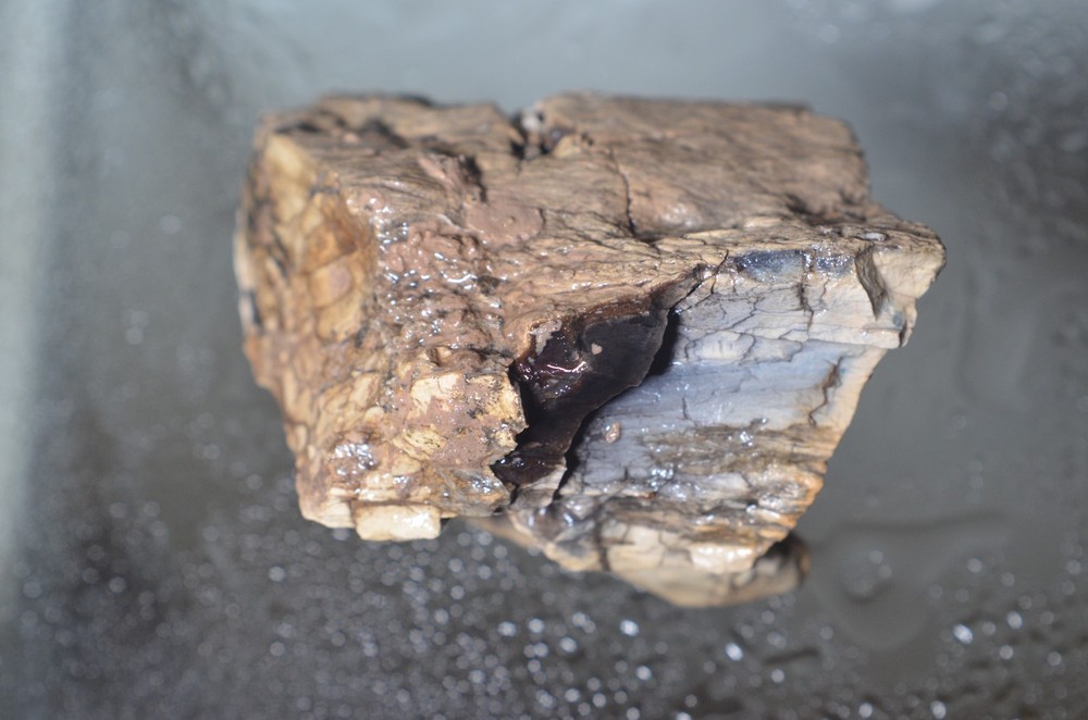Utah Petrified Wood