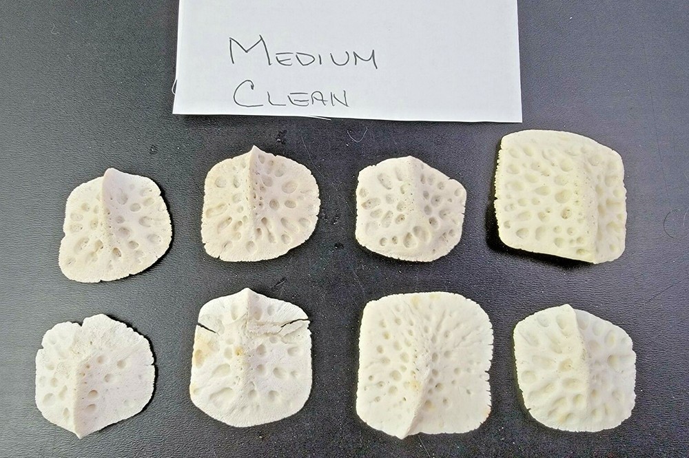 Gator Alligator Back Scute bone bones Bony skutes croc weird Osteoderms Clean