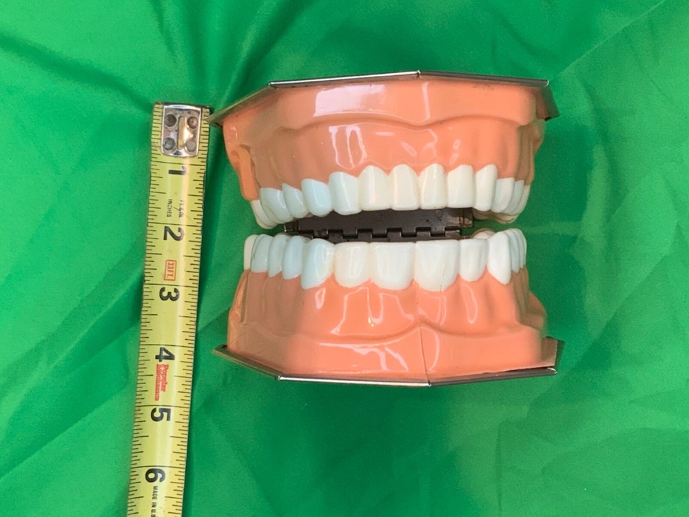 Dental model teeth