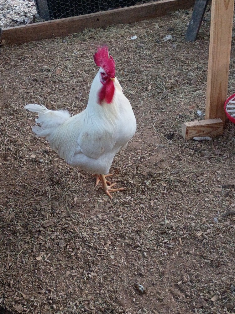 6++ White Leghorn hatching eggs