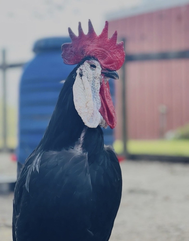 White Faced Black Spanish Hatching Eggs 6+ LF NPIP Certified