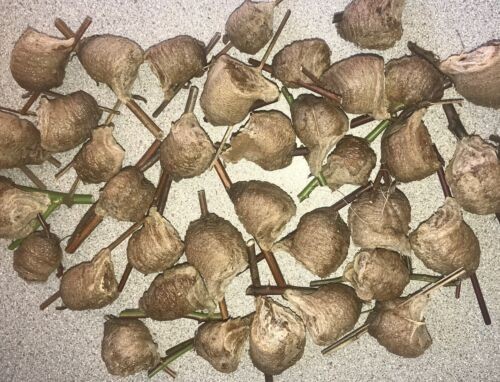 10 - Praying Mantis Egg Cases - Newest Crop