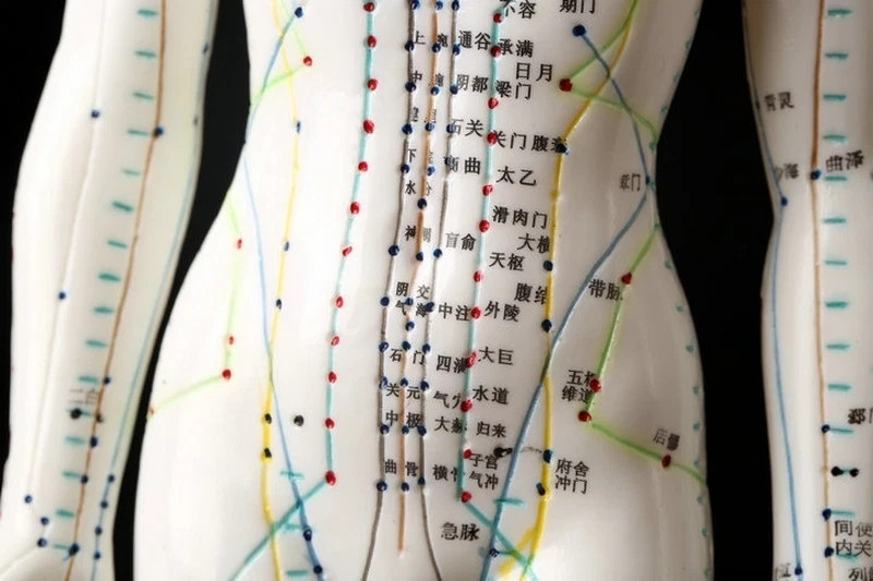 Human Acupuncture Point Massage Model Teaching Education Tool