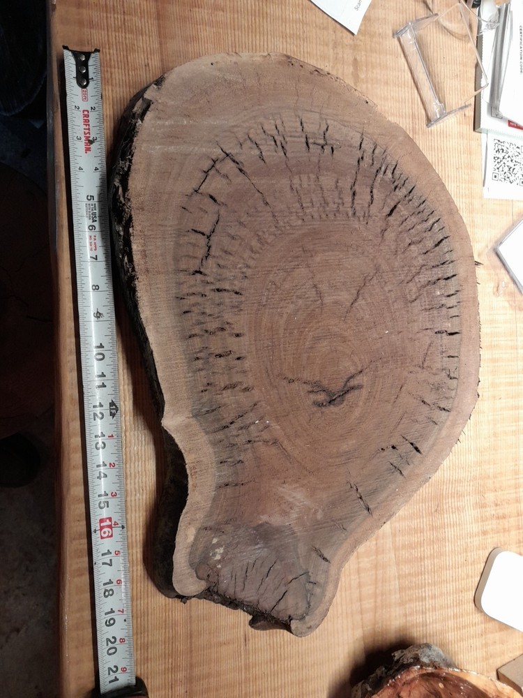 2 Inch Thick Black Walnut Slice
