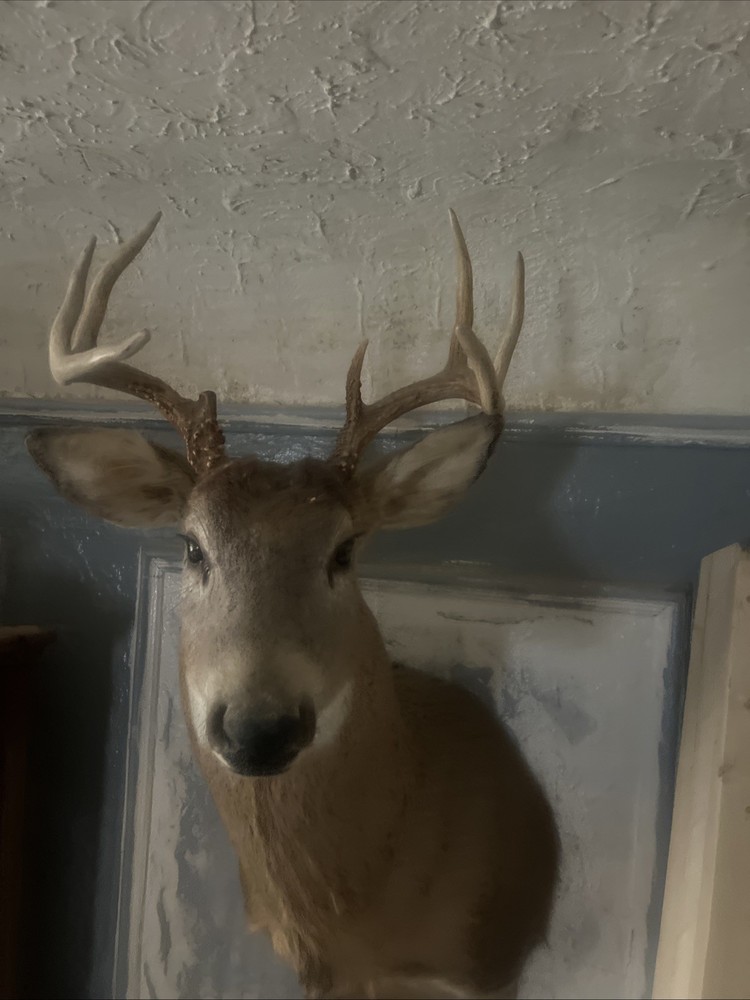 8 point whitetail deer mount