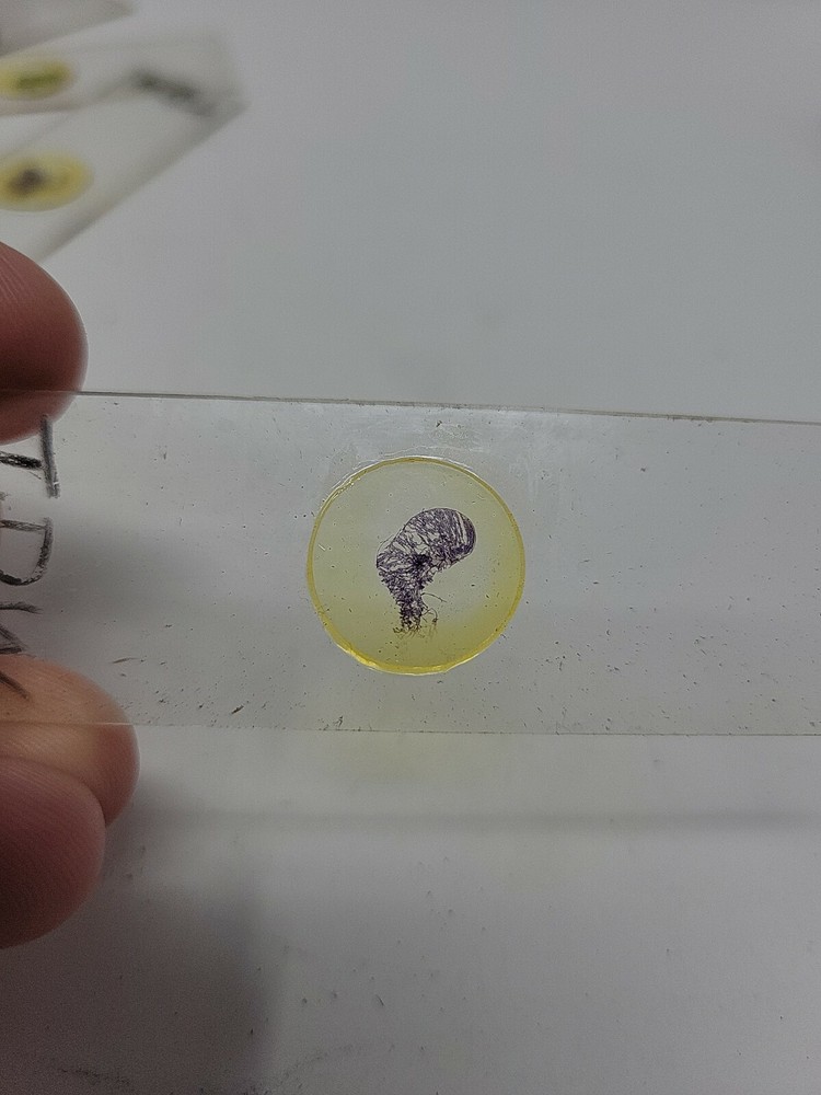 Vintage Microscope Slide 1941
