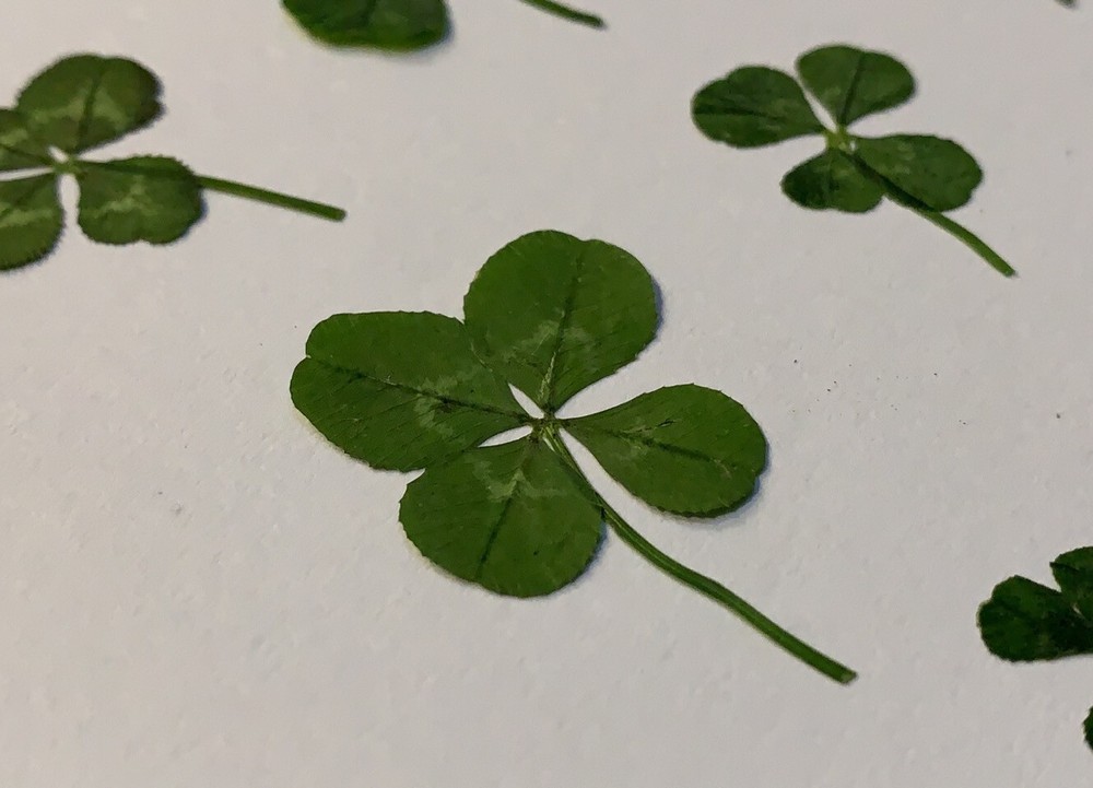 Real 4 Leaf Clover Book Mark Laminated Lucky Clover *