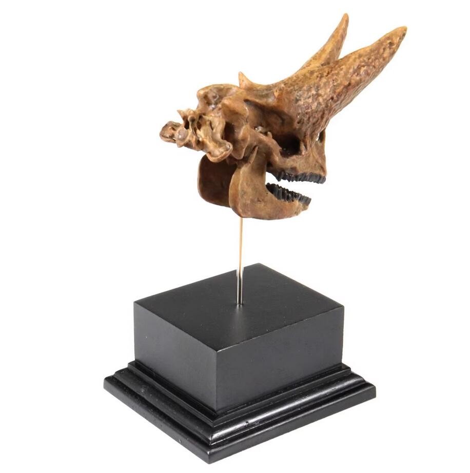 Arsnoitherium Skull Statue Head Animal Model 3D printing Display