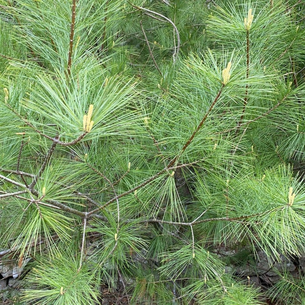 Eastern White Pine Tree Tea DIY Kit Organic Wild Suramin Immunity Boosting