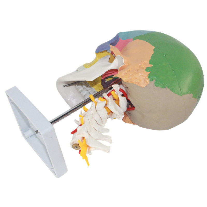 Life Size Anatomical Human Skull Model with Colored Bones Cervical Vertebra Base