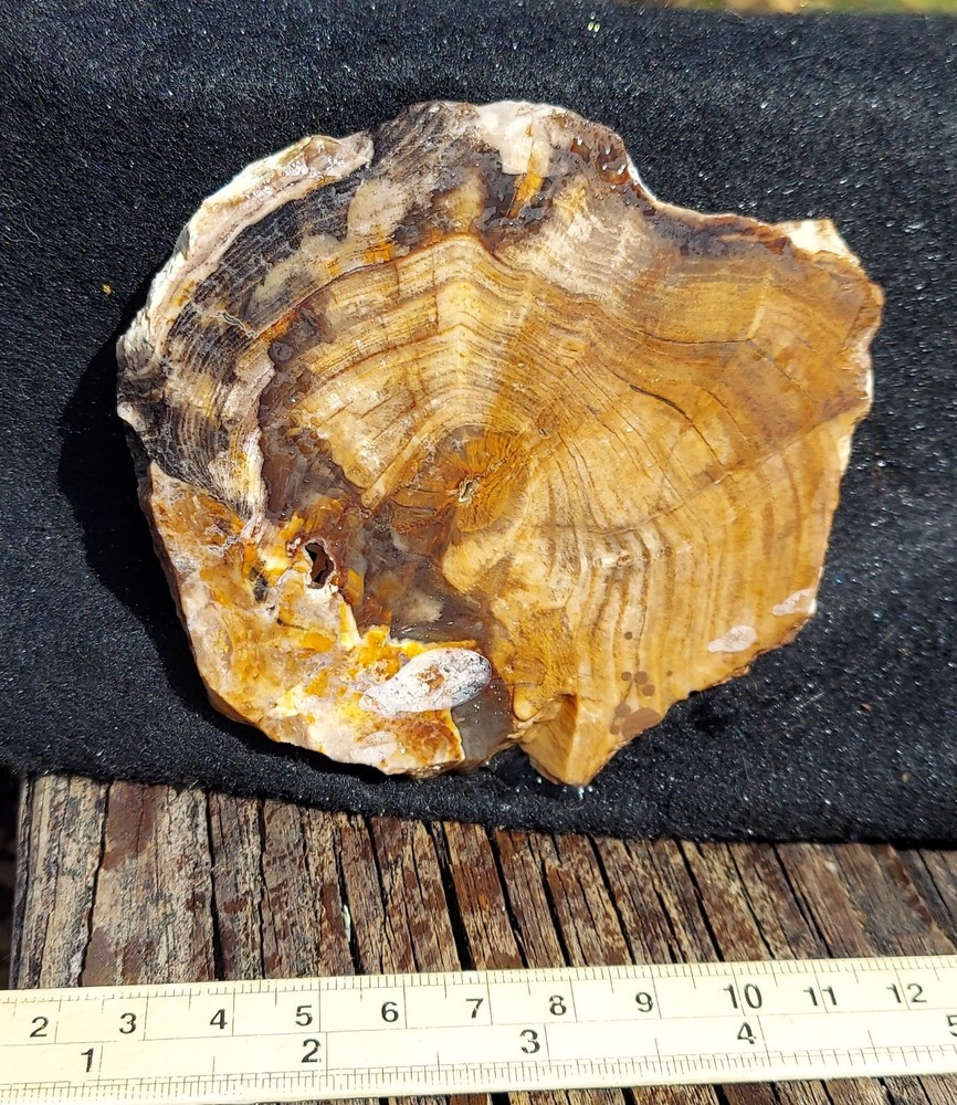Petrified Wood Slab