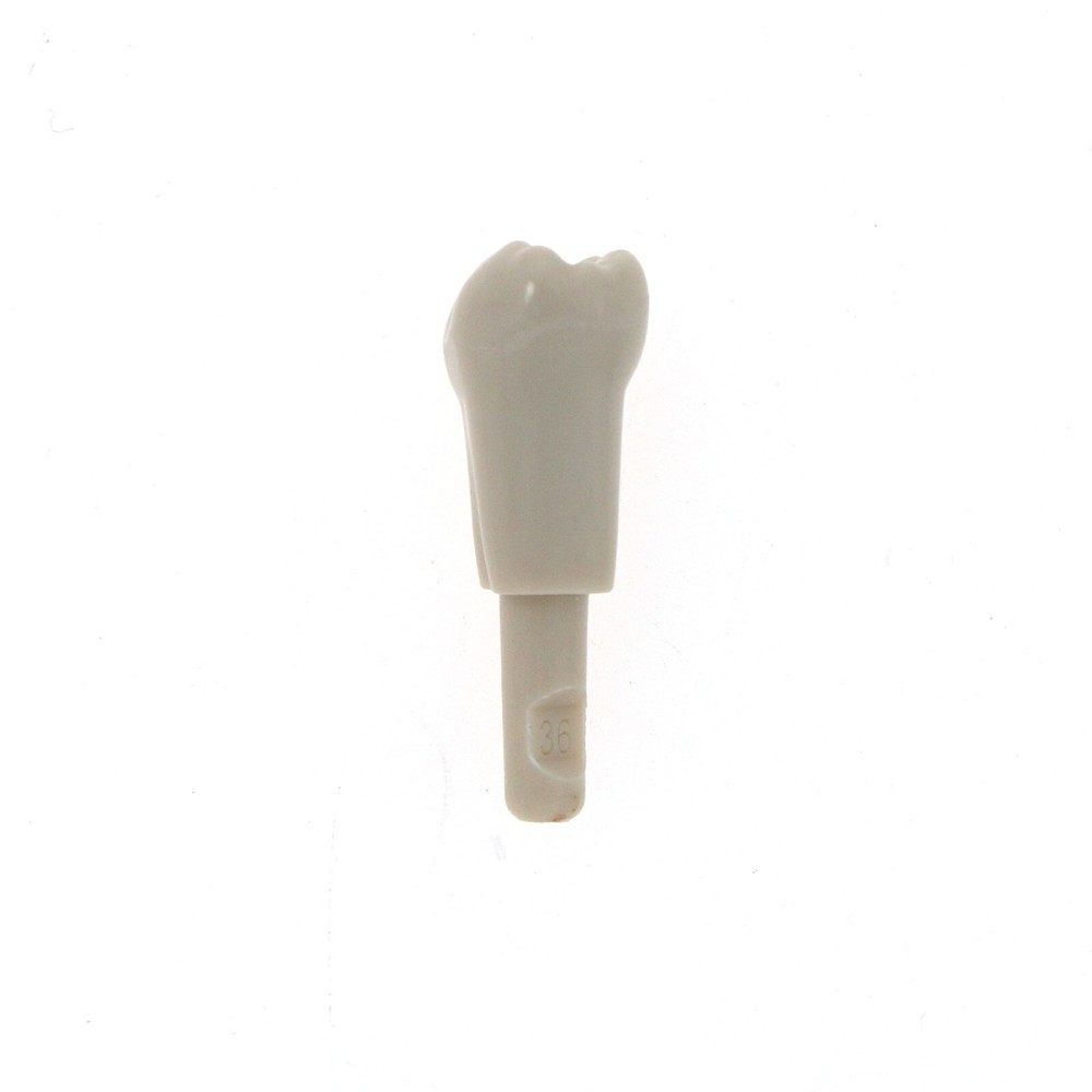 Dental Tooth Model fit for KaVo Basic Model Teeth Retention Mechanism 32 Pcs