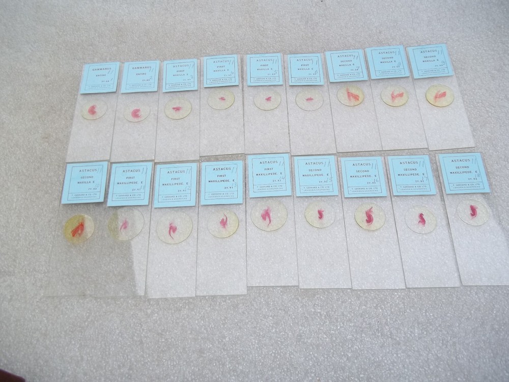 Vintage Glass Microscope Slides -