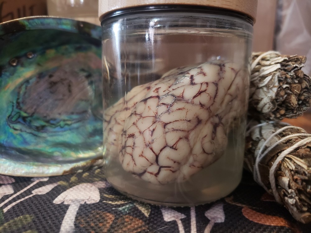 Sheep Brain Wet Specimin