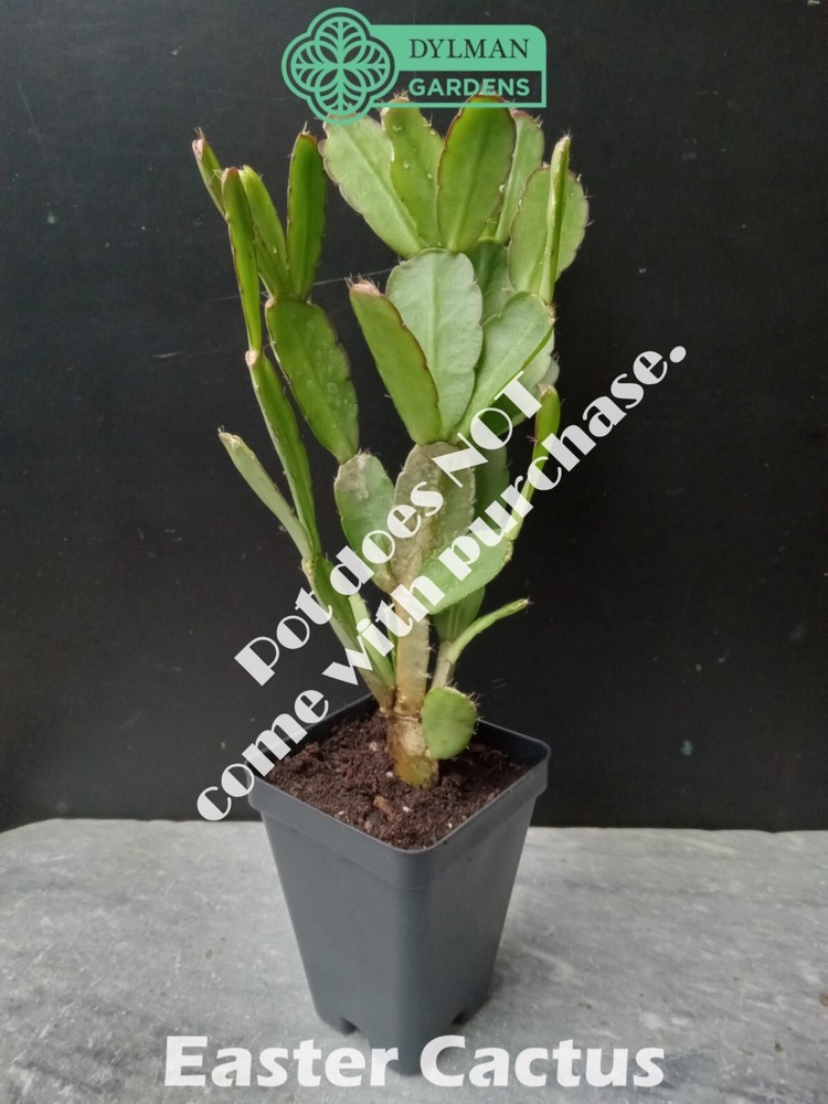 Easter Cactus (Rhipsalidopsis x graeseri) Whitsun Cactus - Multiple Sizes