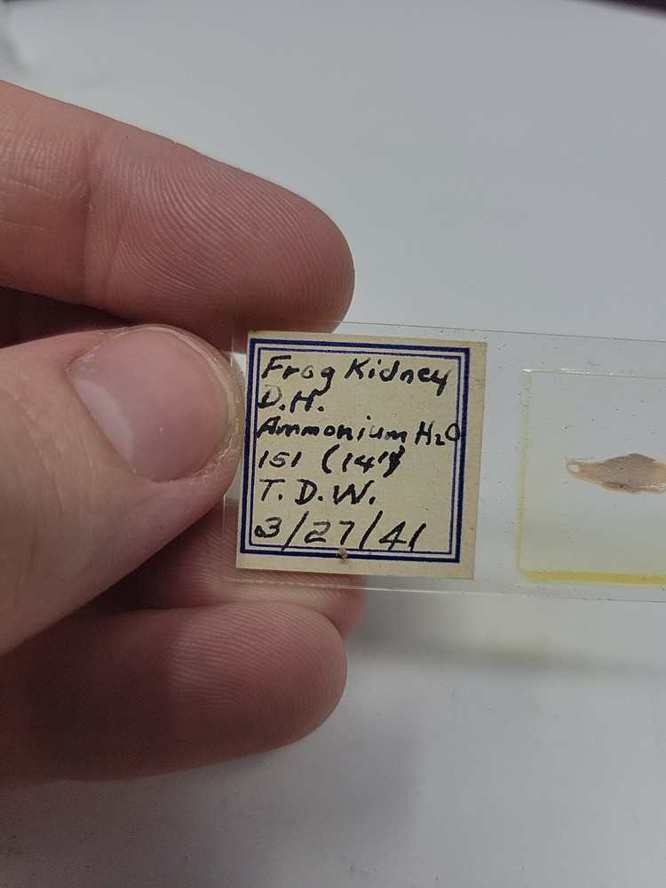 Vintage Microscope Slide 1941