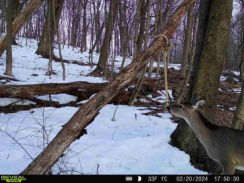 Preorbital Deer Rope System