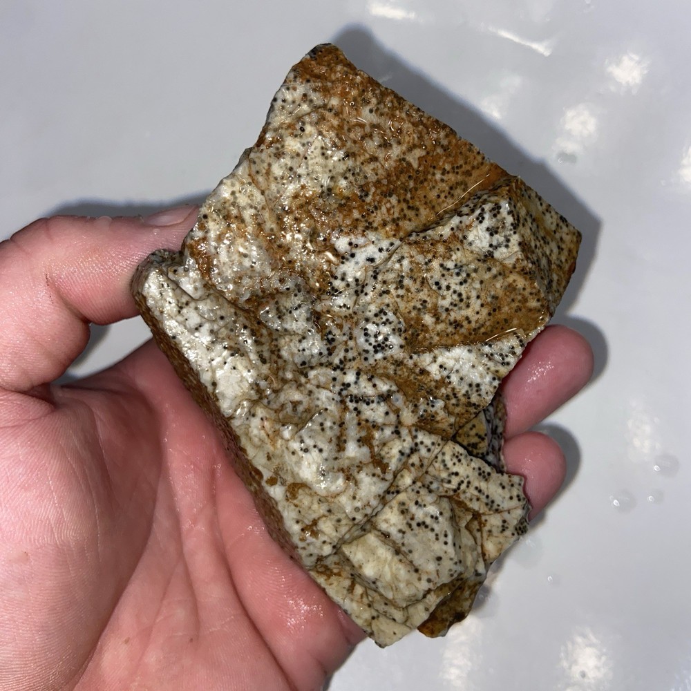 Oolite Agate Rough Lapidary Stone 1 Pound 3 Oz
