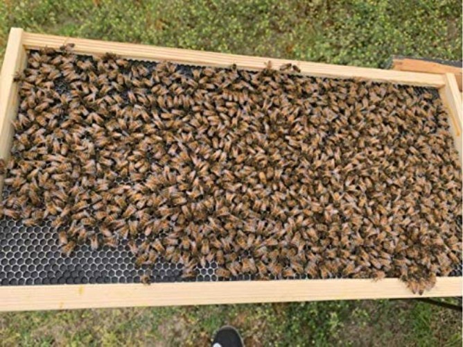Optimal Beehive Foundation Sheets - 10 Durable Sheets for Effective Beekeeping