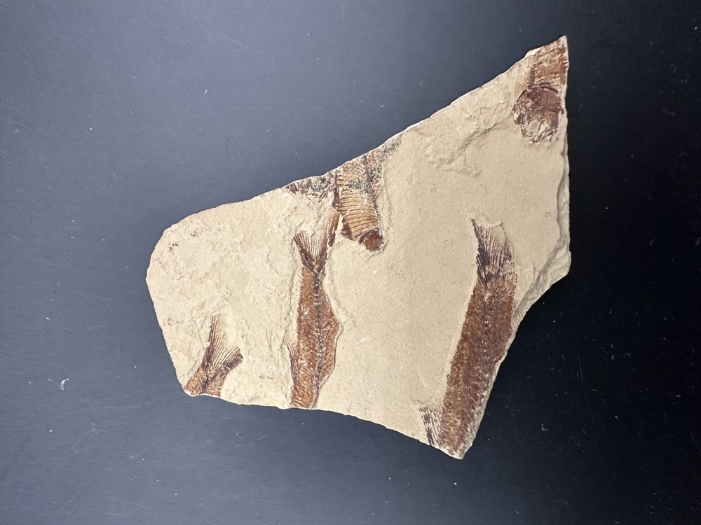 Green River Multiple Partial Fossil Fish