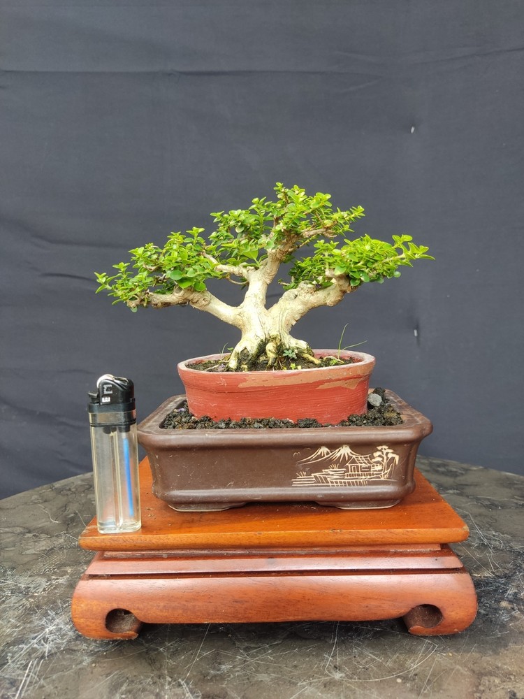 Premna Microphylla Living Tree Bonsai Tree Small Size
