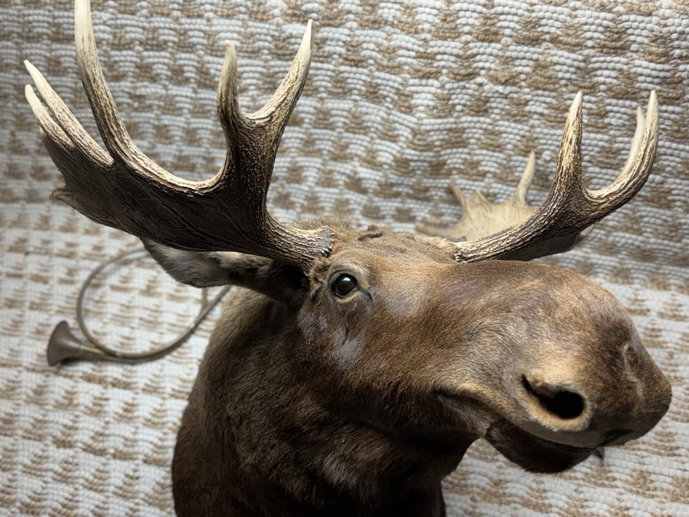 Shoulder Mount Moose