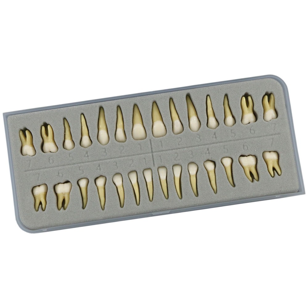 M7021 Standard Replacement Teeth 28Pcs Training Demonstration Study Teeth