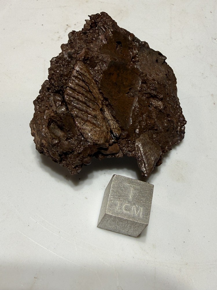 Devonian Fish Dermal Bone w/ Scales – Catskill Fm, Megalichthyid Associated S1