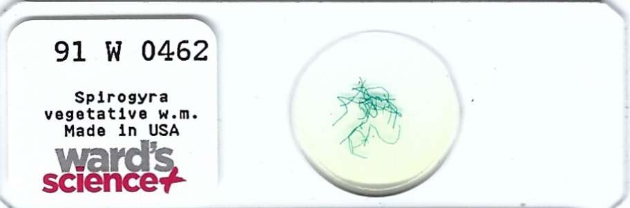 Spirogyra Vegetative w.m. Microscope Slide