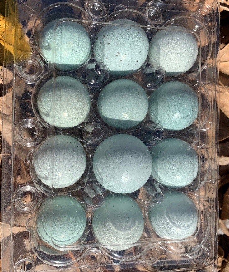 10+ Celadon Blue Coturnix Quail Hatching Eggs **100% TRUE BLUE**