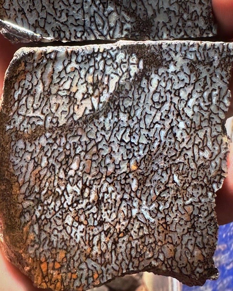 Dinosaur bone rough **hxtled wash split.