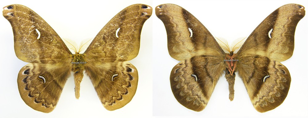 MOUNTED SPREAD BUTTERFLY - Copaxa orientalis, M, Ecuador