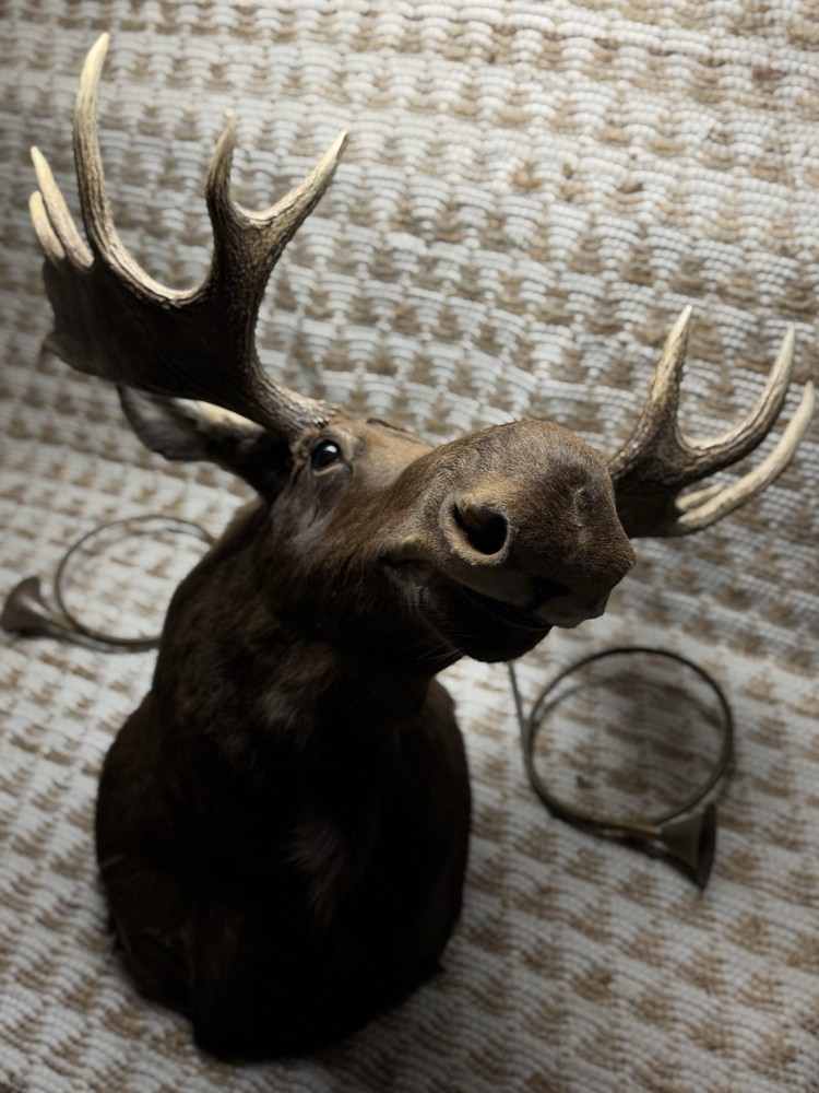 Shoulder Mount Moose