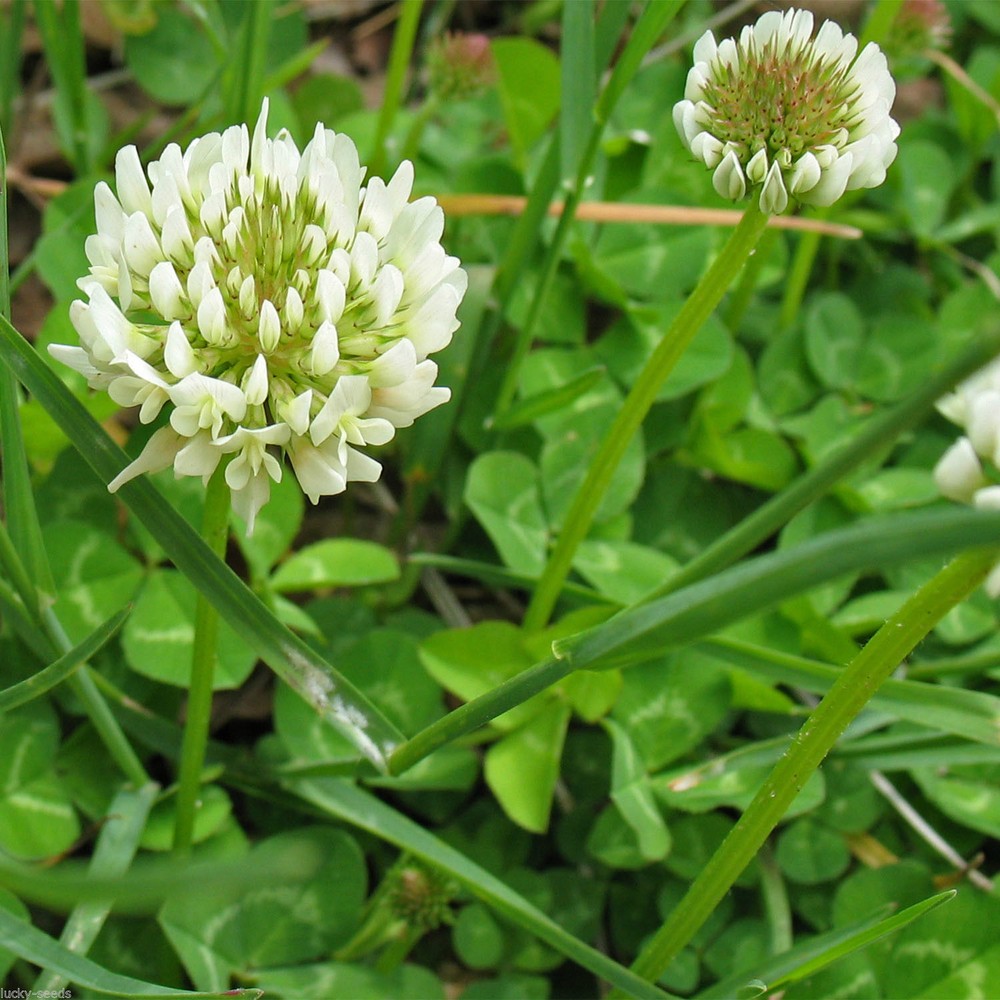 White Dutch Clover Seed 3 Lbs. - 1/2 Acre Coverage (NON-GMO)