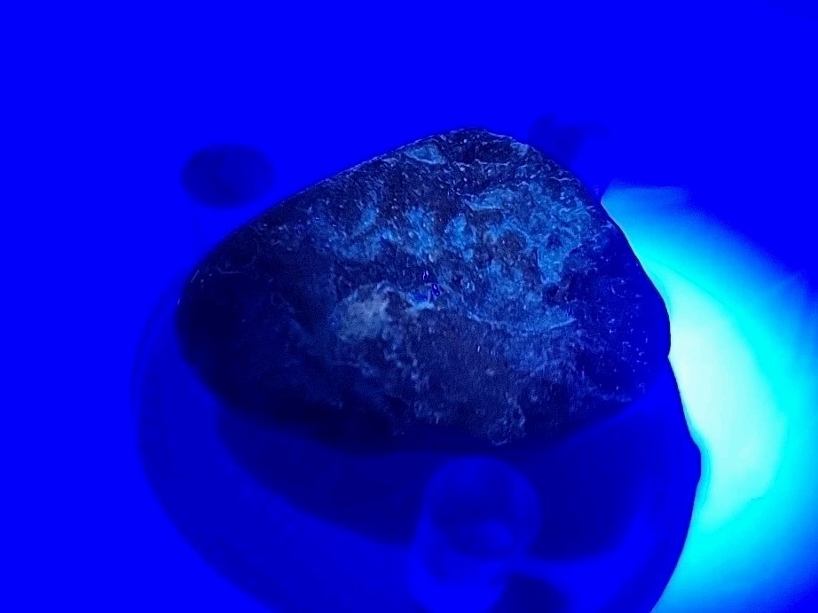 Real Permineralized Reptile Egg Fossil
