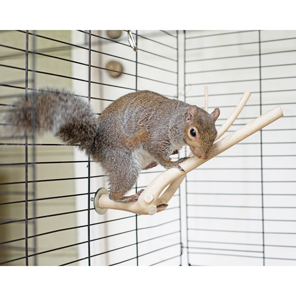 Multi-Branch Perch, Large- Durable Cage Accessory - Sugar Glider, Rat, Parrot