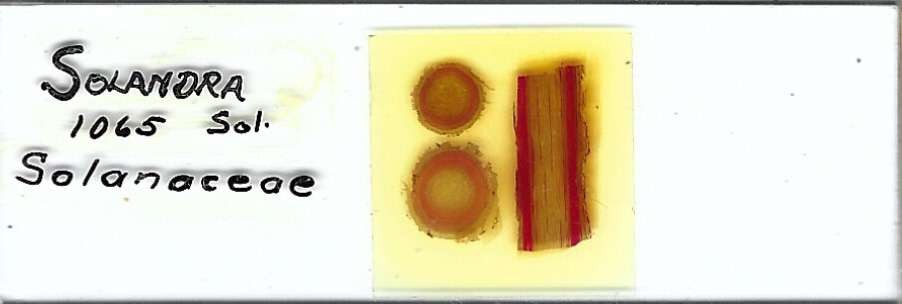 Solandra sp. Microscope Slide