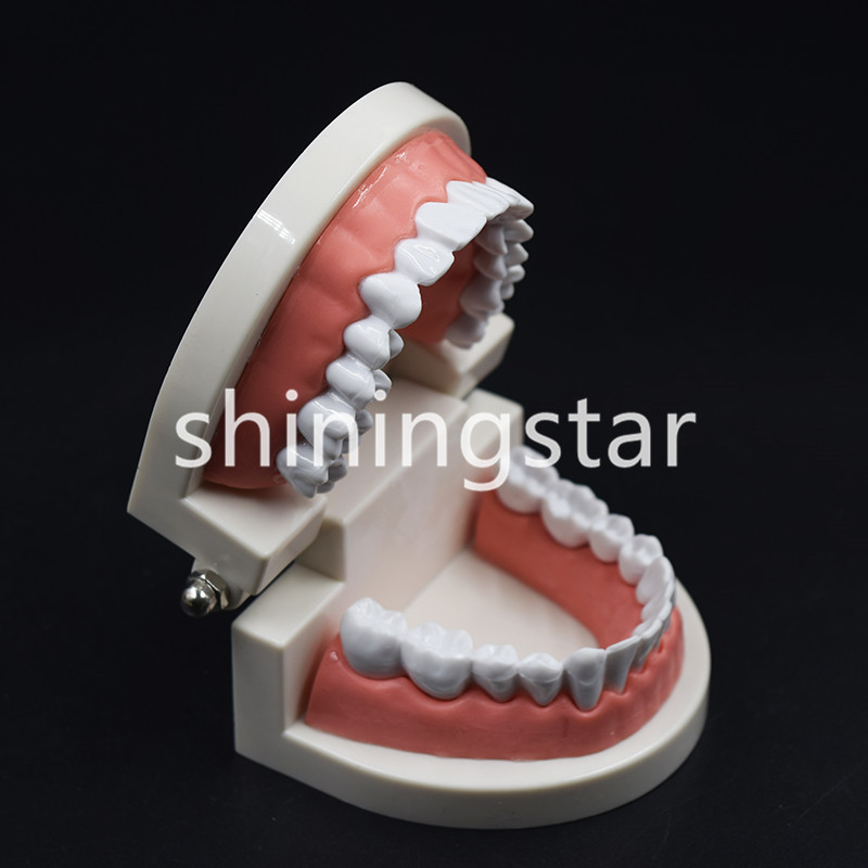 Dental Teaching Study Adult Standard Typodont Demonstration Teeth Model