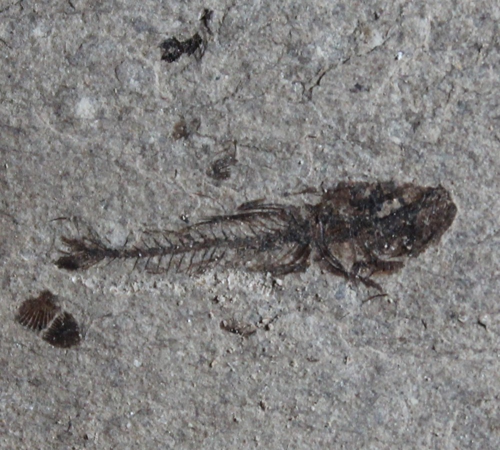 Serranus sp -  Oligocene fossil fish