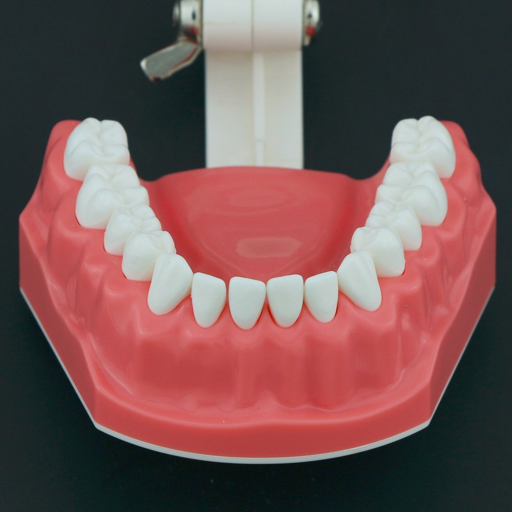 US Dental Teeth Model Brushing Flossing Studying Practice Teaching Model 7010-1