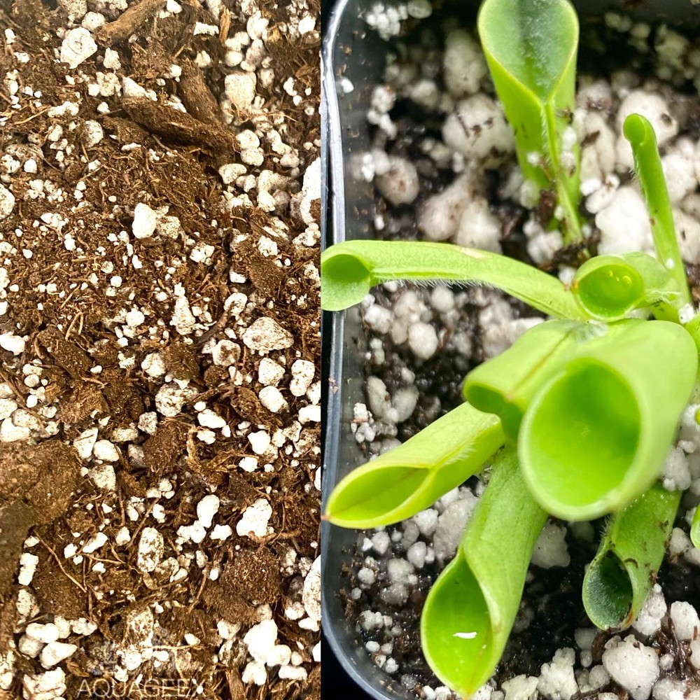 Carnivorous Plants Potting Soil Mix Venus FlyTrap Drosera Pitcher (1/2Gallon)