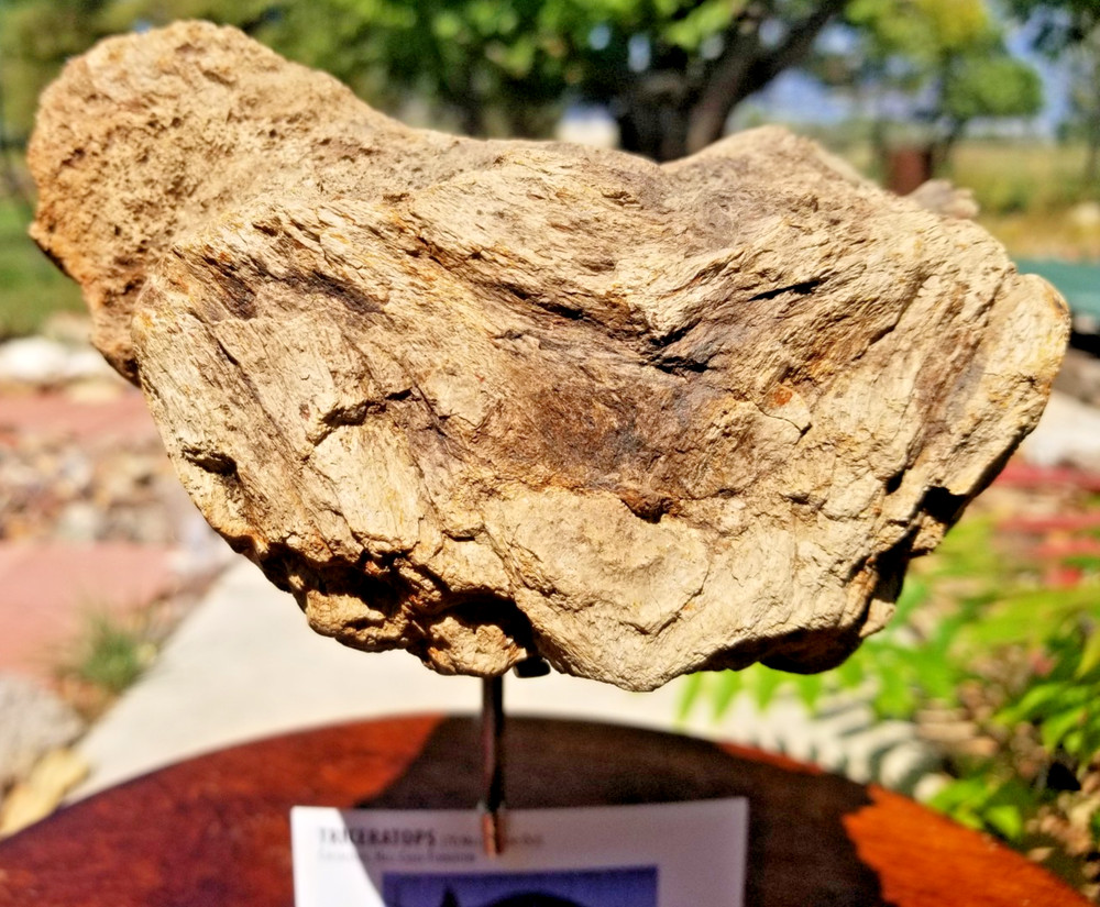 Nice Triceratops Brain Case Fossil Specimen Defined Cretaceous Hell Creek MT